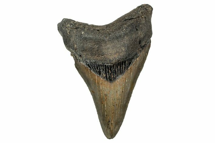 Serrated, Fossil Megalodon Tooth - North Carolina #340872